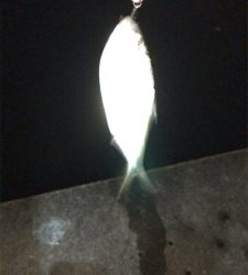 ランカーには届かず