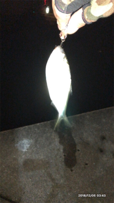 ランカーには届かず