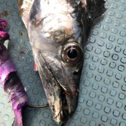 須磨沖 太刀魚 純英丸