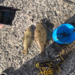 ヒラメとカレイ