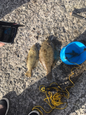 ヒラメとカレイ