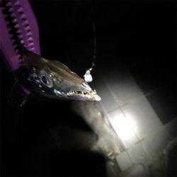 アジングなのに