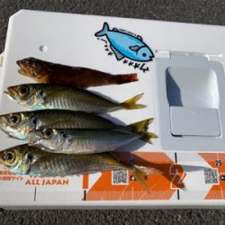 アオリは何処へ