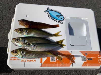 アオリは何処へ