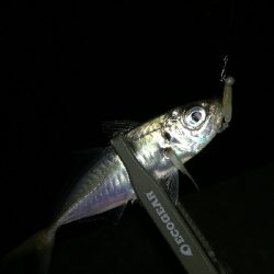 ナイトアジング