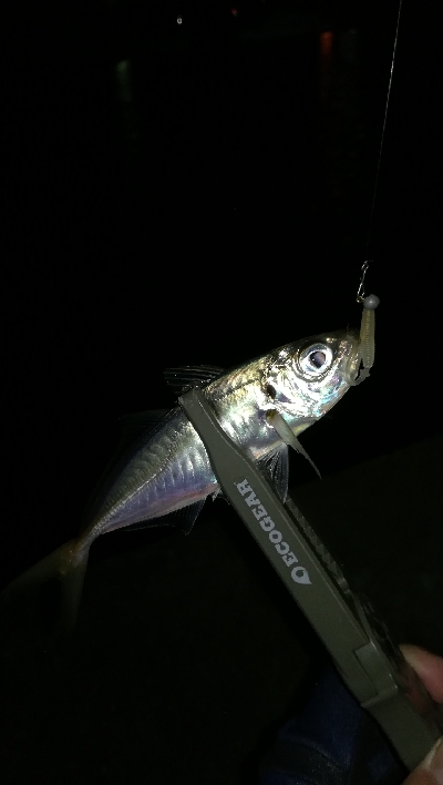 ナイトアジング