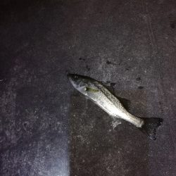 メバル　アジ狙い