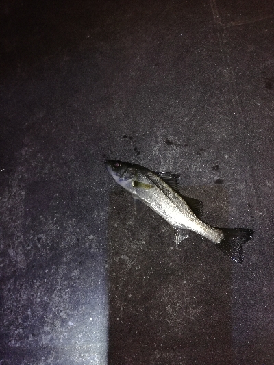 メバル　アジ狙い