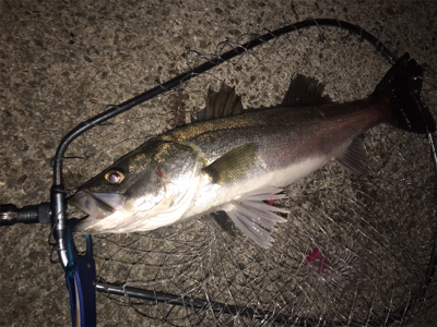 マイワシーバス！？