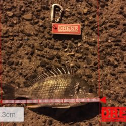 またチーバスとチヌ