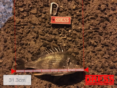 またチーバスとチヌ