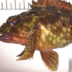 アジ狙い！結果はタケノコメバル。