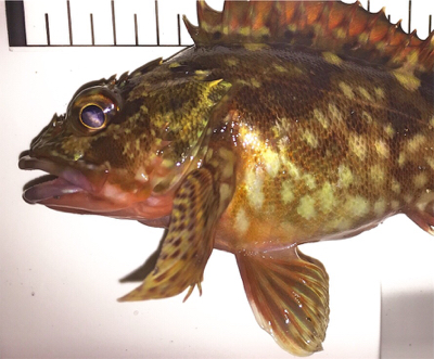 アジ狙い！結果はタケノコメバル。