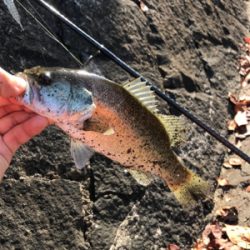 よく釣れた！！