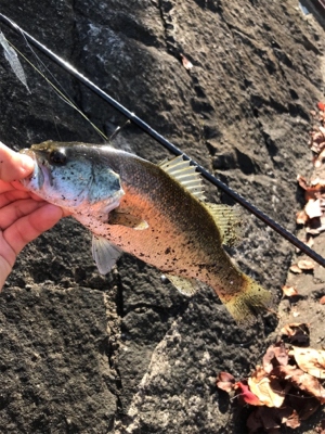 よく釣れた！！