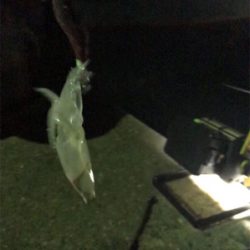 ヒイカ…渋い(＞＜)  アジ…留守~_~;