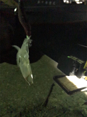 ヒイカ…渋い(＞＜)  アジ…留守~_~;