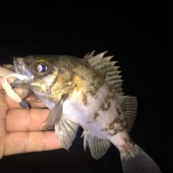 ナイトメバリング