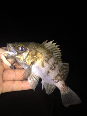 ナイトメバリング