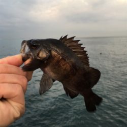 早朝メバリング