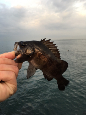 早朝メバリング