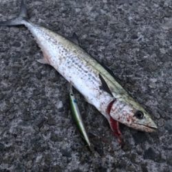 痛恨のサビキ忘れ(涙)