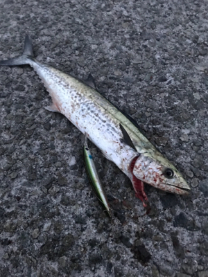 痛恨のサビキ忘れ（涙）