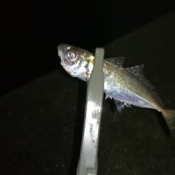 ナイトアジング