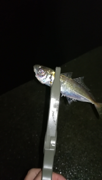 ナイトアジング