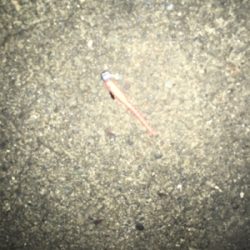 アジングや根魚