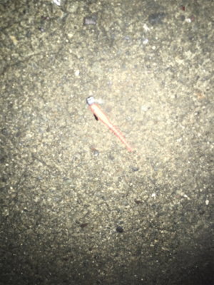 アジングや根魚