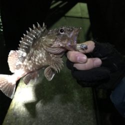 夕まずめメバリング