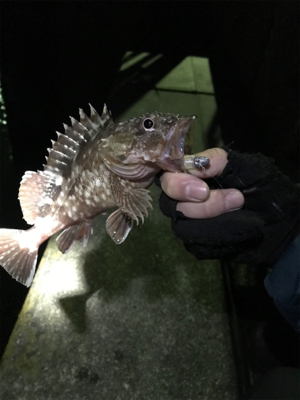 夕まずめメバリング