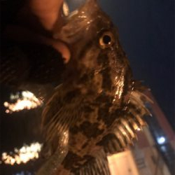 ガシラスタート？