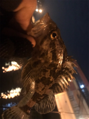 ガシラスタート？