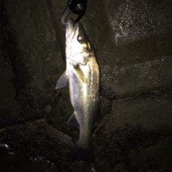 12月のシーバス