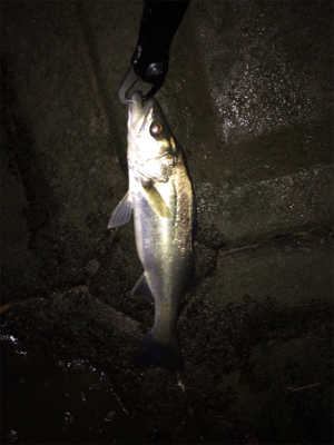 12月のシーバス