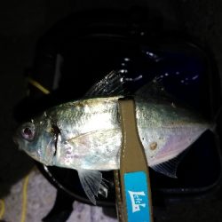 ガシラッシュからの