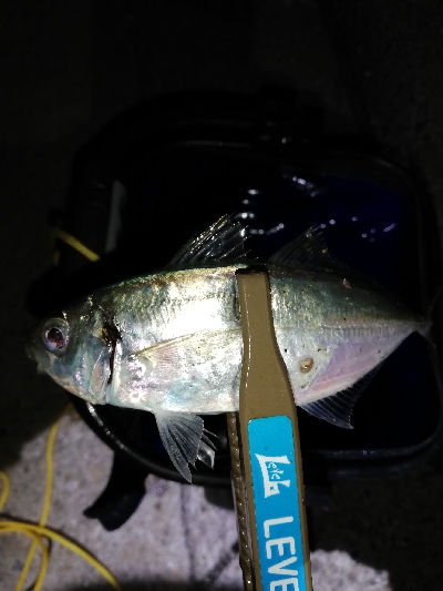 ガシラッシュからの