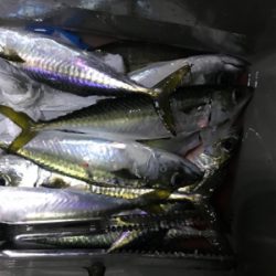 タチウオ釣れなかった