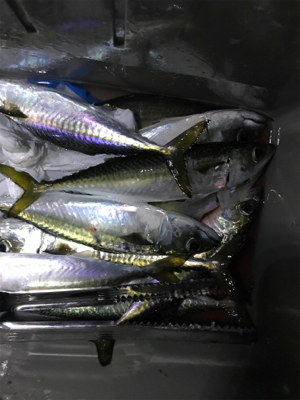 タチウオ釣れなかった