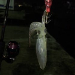 寒い中でのヒイカ釣り