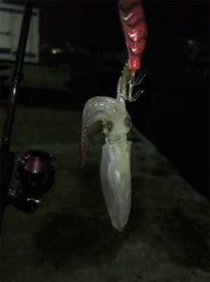 寒い中でのヒイカ釣り