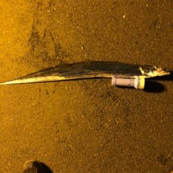 キタ〜っ❗️舞洲でF5❗️