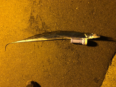 キタ〜っ❗️舞洲でF5❗️