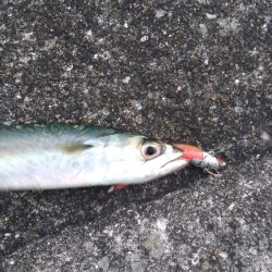 １２月８日　朝マズメ