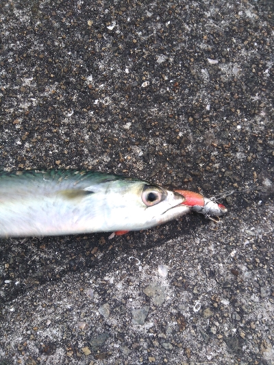 １２月８日　朝マズメ