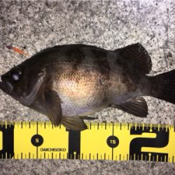 メバル高活性！