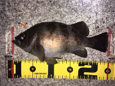 メバル高活性！