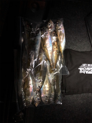 アジング バイク釣行の練習